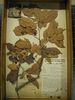 historical herbarium sample